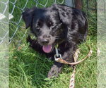 Small #3 Cocker Spaniel-Papillon Mix