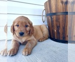 Small #5 Golden Retriever