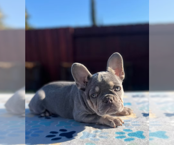 Medium Photo #2 French Bulldog Puppy For Sale in SACRAMENTO, CA, USA