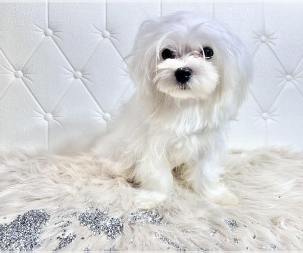 Medium Photo #15 Maltese Puppy For Sale in HAYWARD, CA, USA