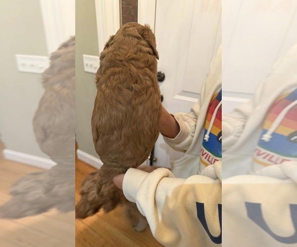 Medium Photo #5 Goldendoodle (Miniature) Puppy For Sale in HARTSVILLE, SC, USA