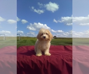 Bichpoo Puppy for sale in MILLERSBURG, OH, USA