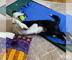 Small #10 Border Collie Mix