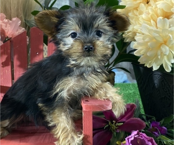 Medium Photo #5 Yorkshire Terrier Puppy For Sale in CANOGA, NY, USA