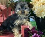 Small #4 Yorkshire Terrier