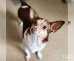 Small #2 Chihuahua Mix