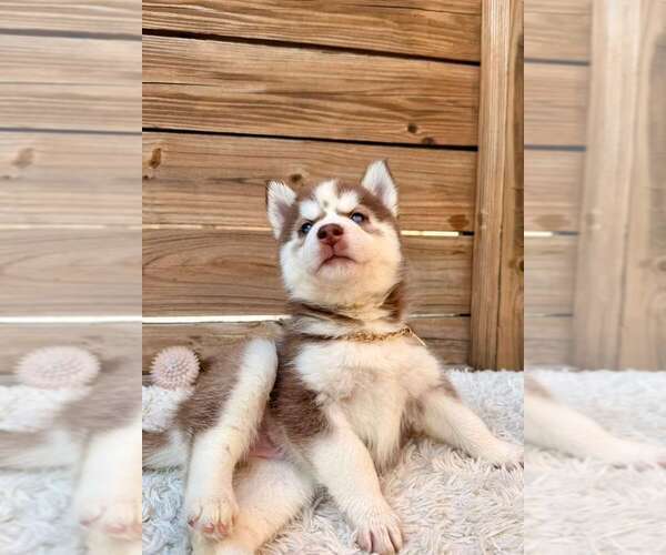 Medium Photo #2 Siberian Husky Puppy For Sale in TAMPA, FL, USA