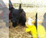 Small Photo #11 Scottish Terrier Puppy For Sale in WHITEWOOD, SD, USA