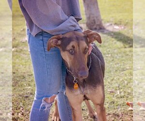 Doberman Pinscher-Unknown Mix Dogs for adoption in Los Angeles, CA, USA