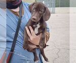 Small #3 Bagle Hound