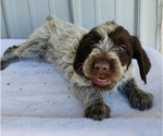 Puppy 5 Wirehaired Pointing Griffon