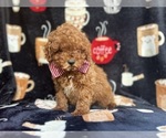 Small #5 Cavapoo