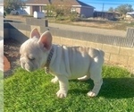 Small #8 French Bulldog