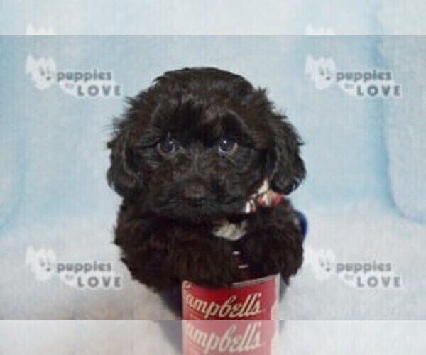 Medium Photo #4 YorkiePoo Puppy For Sale in SANGER, TX, USA