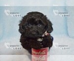 Small Photo #4 YorkiePoo Puppy For Sale in SANGER, TX, USA