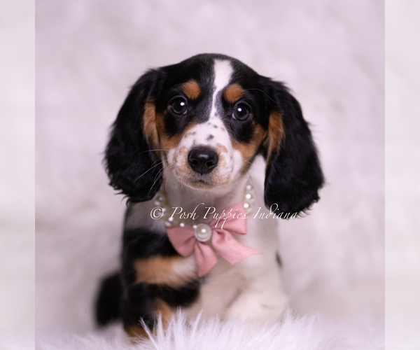 Medium Photo #94 Dachshund Puppy For Sale in WARSAW, IN, USA