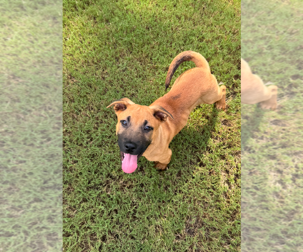 Medium Photo #13 Labrador Retriever-Unknown Mix Puppy For Sale in Holly Springs, NC, USA