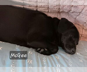 McGee - Male Jack Chi Dog for Adoption - Photo #4