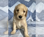 Small Photo #20 Goldendoodle Puppy For Sale in MC LEANSVILLE, NC, USA