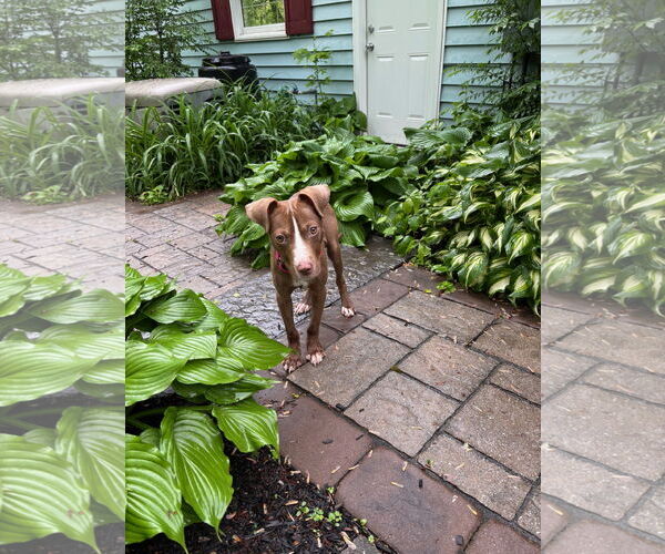 Medium Photo #32 Mutt Puppy For Sale in Philadelphia, PA, USA