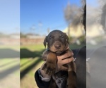Small Photo #2 Doberman Pinscher Puppy For Sale in LEMOORE, CA, USA