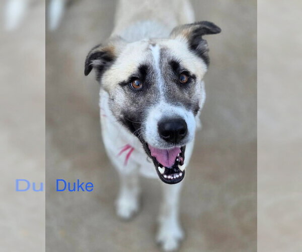 Medium Photo #5 Mutt Puppy For Sale in Canton, CT, USA