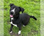 Small #1 American Pit Bull Terrier