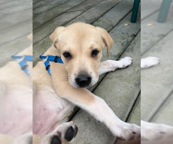 Medium Photo #4 Lab-Pointer Puppy For Sale in Brewster, NY, USA