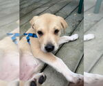 Small #3 Lab-Pointer