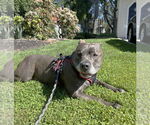 Small #8 American Pit Bull Terrier Mix