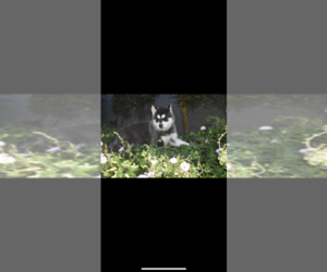 Siberian Husky Puppy for sale in COSTA MESA, CA, USA