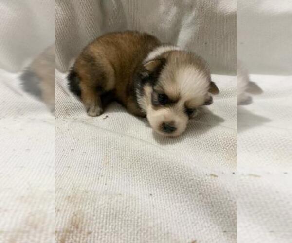 Medium Photo #1 Pomsky Puppy For Sale in FINLAYSON, MN, USA