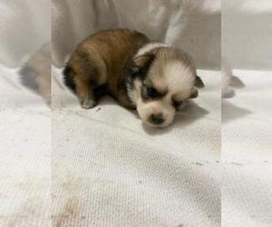 Pomsky Puppy for sale in FINLAYSON, MN, USA