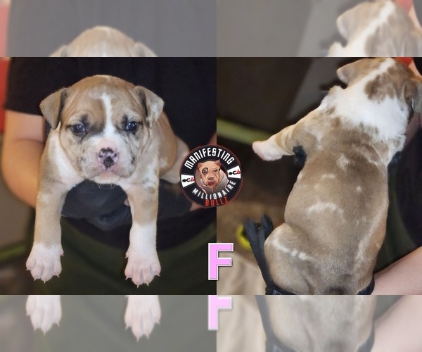 Medium Photo #5 American Bully Puppy For Sale in PEACHTREE CORNERS, GA, USA