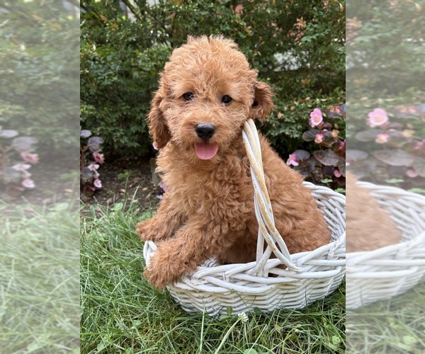 Medium Photo #1 Cockapoo (Miniature) Puppy For Sale in MIDDLEBURY, IN, USA