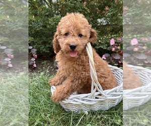 Cockapoo (Miniature) Puppy for sale in MIDDLEBURY, IN, USA