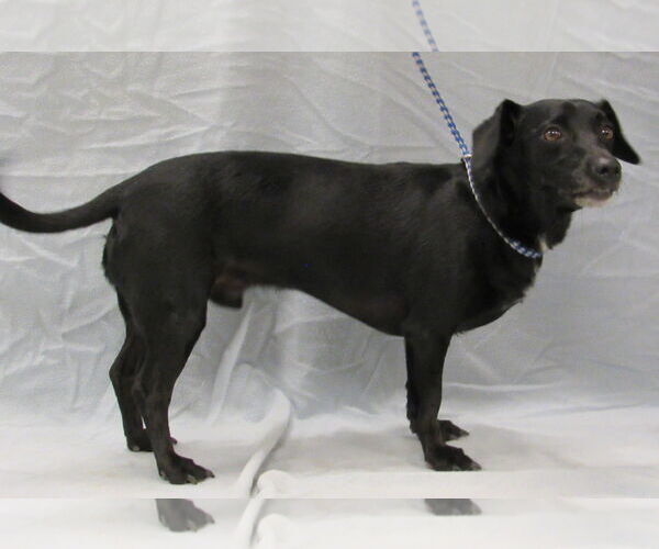 Medium Photo #2 Chiweenie Puppy For Sale in Conroe, TX, USA