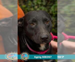 Labrador Retriever-Unknown Mix Dogs for adoption in Mobile, AL, USA