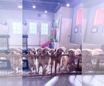 Image preview for Ad Listing. Nickname: Litter of 10