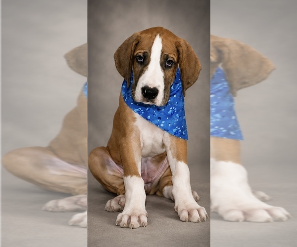 Medium Photo #1 Great Dane Puppy For Sale in MESA, AZ, USA