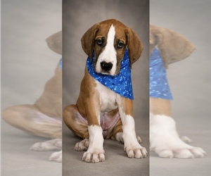 Medium Great Dane