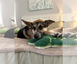 Small #2 German Shepherd Dog Mix
