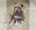 Small #9 Chinese Shar-Pei Mix
