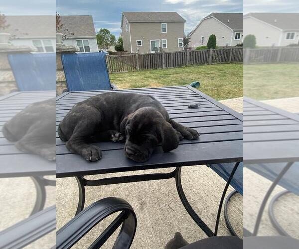 Medium Photo #4 Cane Corso Puppy For Sale in DELAWARE, OH, USA