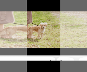 Mutt Dogs for adoption in Woodland, CA, USA