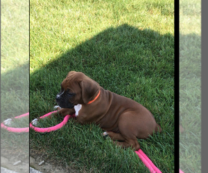 Boxer Puppy for sale in APPLE CREEK, OH, USA