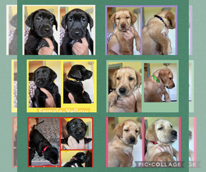 Labrador Retriever Puppy for Sale in COFIELD, North Carolina USA