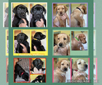 Small Labrador Retriever