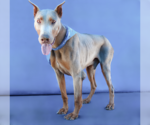 Small #1 Doberman Pinscher Mix