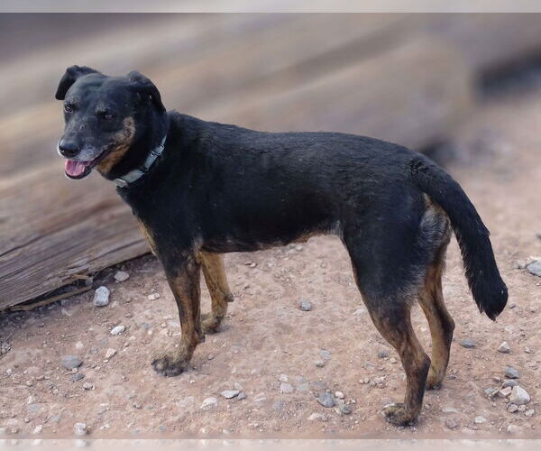 Medium Photo #2 Labrador Retriever-Unknown Mix Puppy For Sale in Cottonwood, AZ, USA